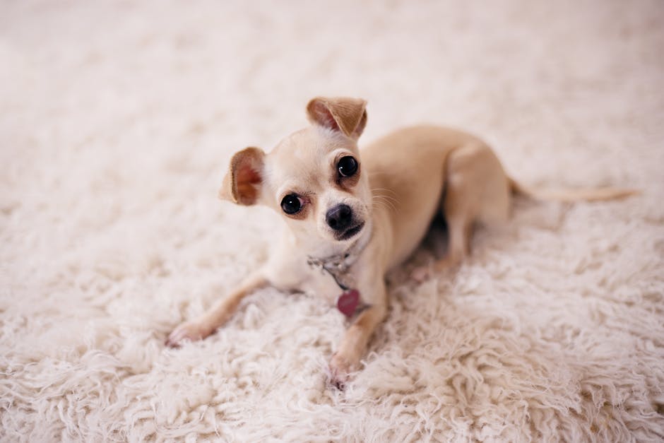how to remove pet odor from carpets